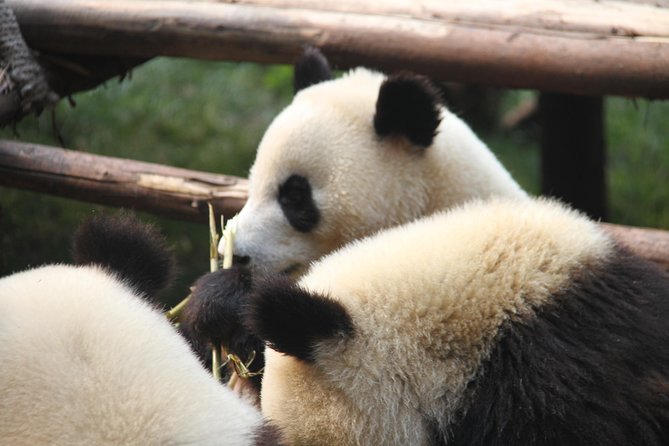 1-Day Chengdu Layover Tour: Panda Base, city central with Round Airport Transfer - Why this works well for a Chengdu layover