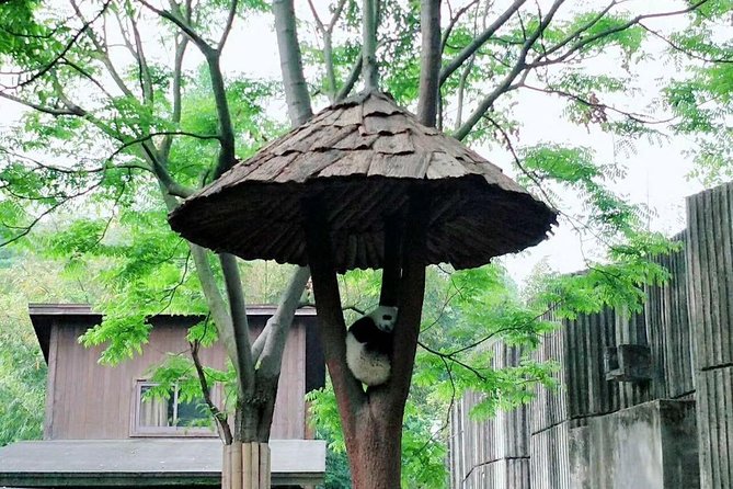 1-Day Chengdu Layover Tour: Panda Base, city central with Round Airport Transfer - Stop 2: Two hours with Chengdu’s giant pandas