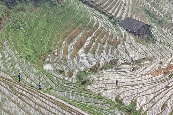 1-Day Longji Terrace Fields-Dazhai village Tour with the English Speaking Driver - What the $78.54 price really gives you