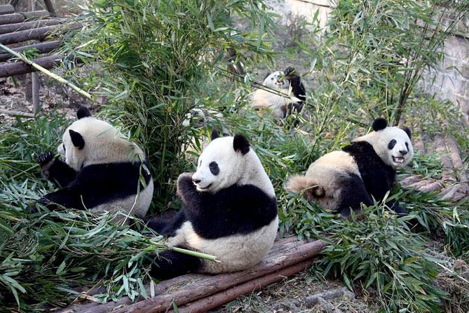 10-Day China Tour to Beijing, Xian, Chengdu and Shanghai - The Great Wall, Olympic Beijing and the hutongs