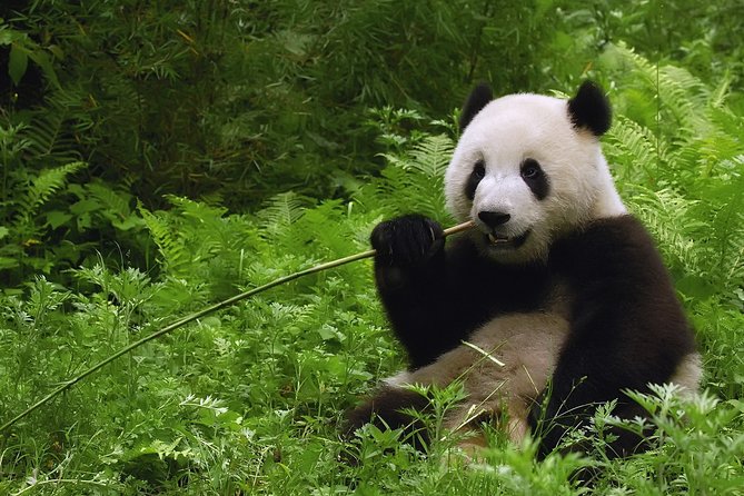 All-inclusive Day Tour: Mutianyu Great Wall & Beijing Panda Zoo with Local Lunch - How This Nine-Hour Beijing Day Works