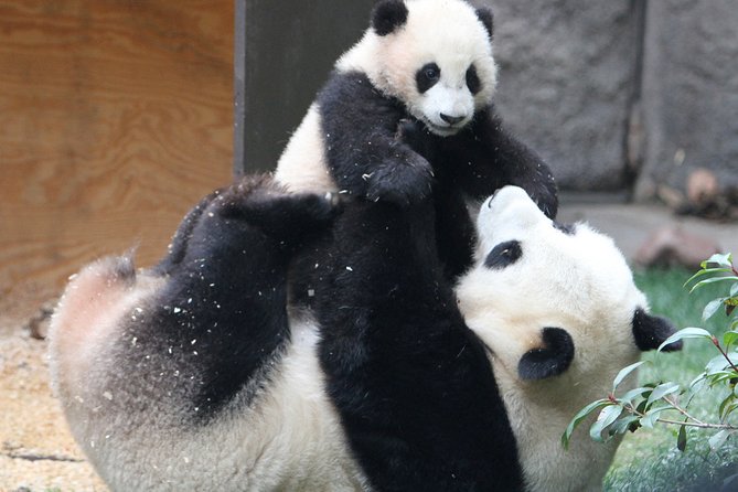 All-inclusive Private Day Trip: Hutongs, Lama Temple & Panda House with Lunch - What is included for $125