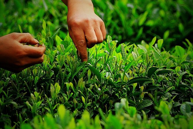 Authentic Hangzhou Longjing Tea Culture Experience Tour - Stop three: watching leaves become dry tea