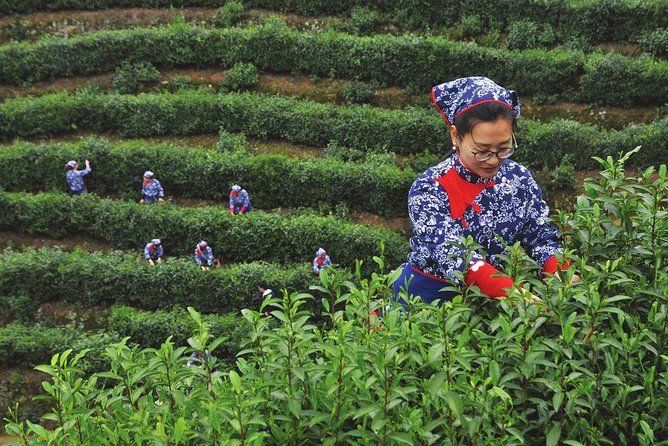 Authentic Hangzhou Longjing Tea Culture Experience Tour - What the guide adds to the experience