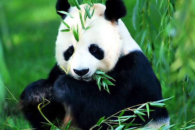 Beijing Historical Tour II including Summer Palace, Lama Temple & Panda Garden - Why this Beijing day tour can work well