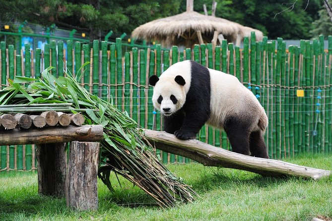 Beijing Historical Tour II including Summer Palace, Lama Temple & Panda Garden - The Summer Palace and its lakeside grounds
