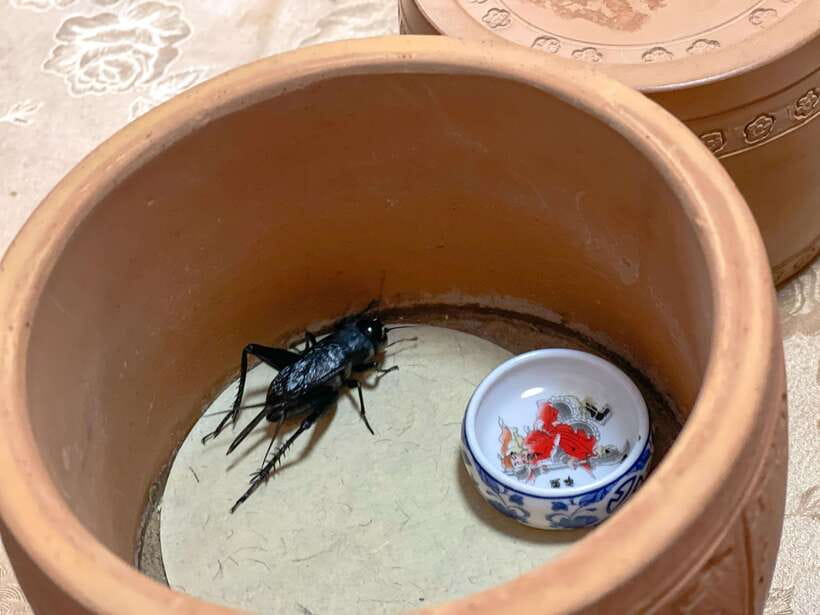 Beijing: Hutongs,Drum Tower & Shichahai Walk /Bike/Food Tour - Starting at Guloudajie and the Local Vegetable Market