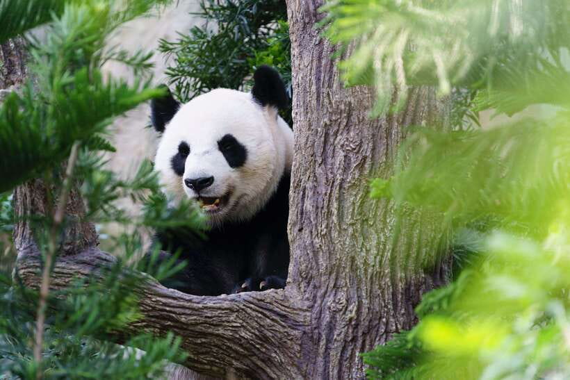 Beijing: Panda House Ticket (Zoo) new activities for 2026 - What the $7 Beijing Zoo ticket actually gives you