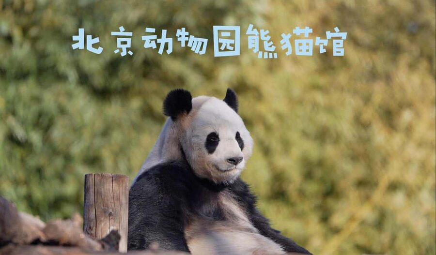 Beijing: Panda House Ticket (Zoo) new activities for 2026 - The QR code warning is the most important instruction