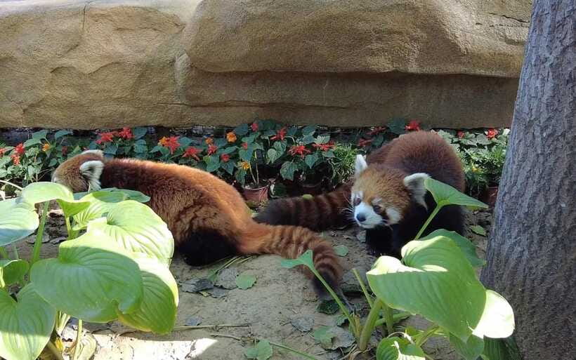 Beijing: Panda House Ticket (Zoo) new activities for 2026 - The Panda House is the emotional center