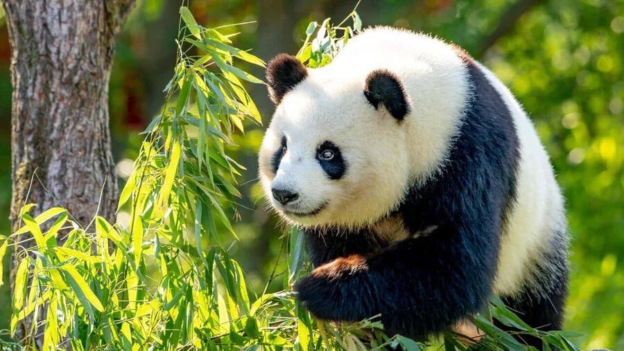 Beijing: Panda House Ticket (Zoo) new activities for 2026 - Booking requires your name and passport number