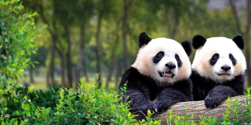 Beijing: Panda House w/Great Wall or City Sites Private Tour - Should you book this Beijing tour?