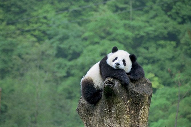 Beijing Private Tour:Mutianyu/Badaling Great Wall and Panda House - One day for pandas and the Great Wall