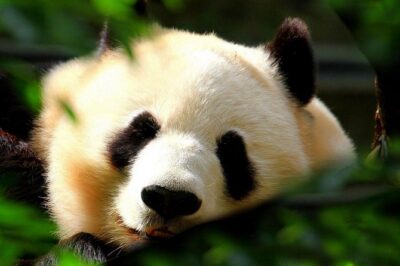 Beijing Private Tour:Mutianyu/Badaling Great Wall and Panda House