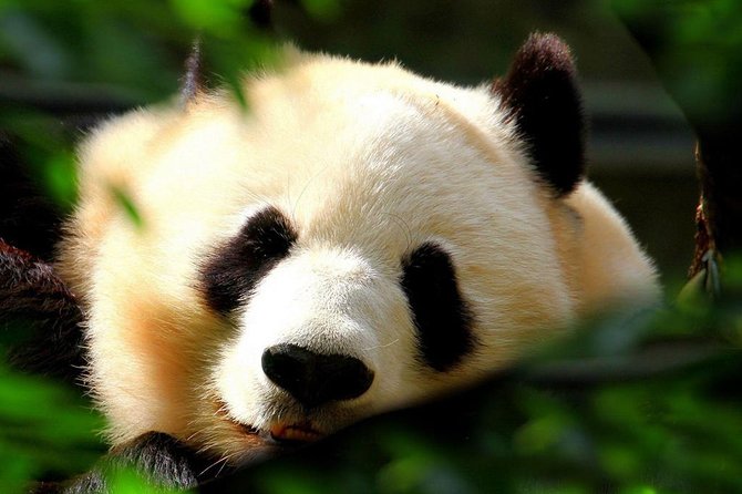 Beijing Private Tour:Mutianyu/Badaling Great Wall and Panda House - Mutianyu, the scenic wall choice