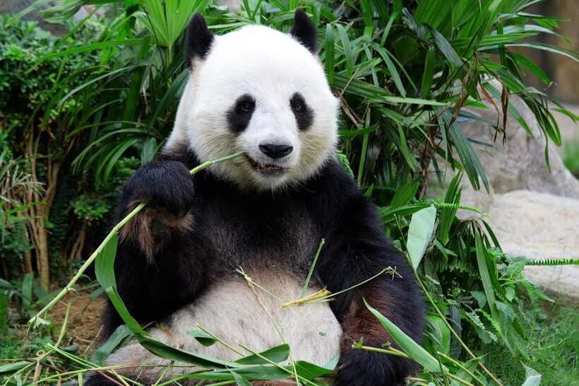 Beijing Private Tour: Summer Palace, Panda House and Options - Is $52 a fair price?