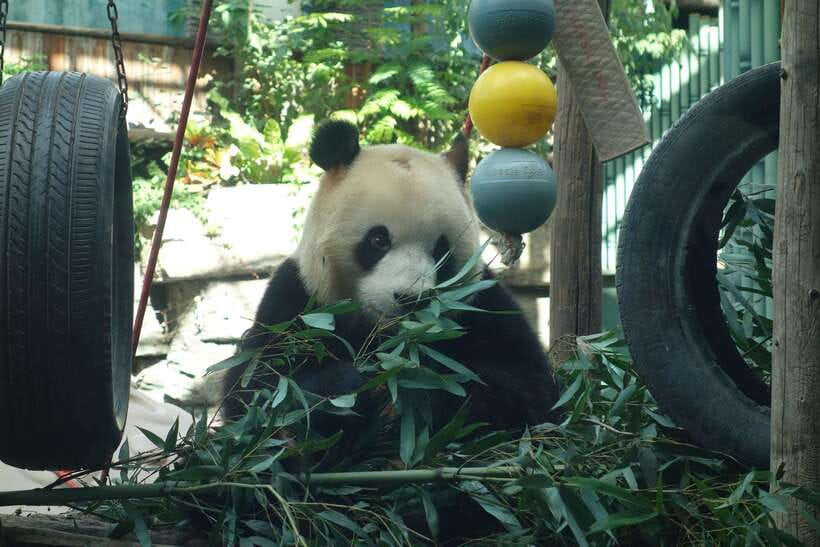 Beijing Private Tour: Summer Palace, Panda House and Options - Meeting point, timing, and practical details
