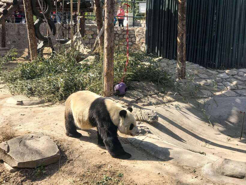 Beijing:Summer Palace Private/Group Tour or book Ticket Only - Why the Summer Palace deserves half a day