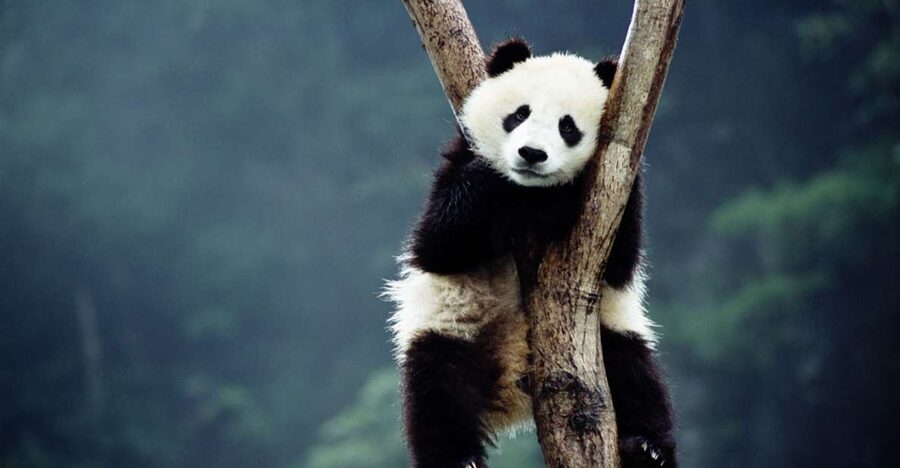 Beijing: Temple of Heaven, Panda House & Summer Palace Tour - Lunch with local Chinese food