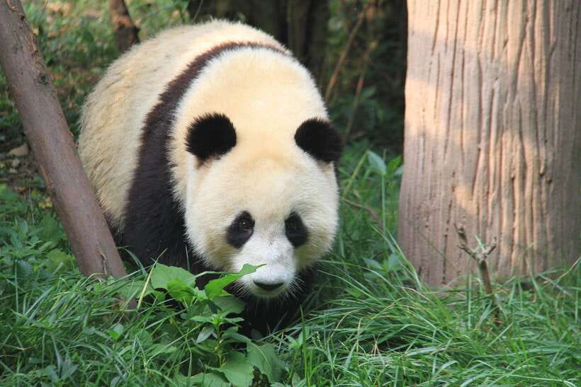 Beijing: The Beijing Zoo Entry Ticket with Pandas - Key points before you book