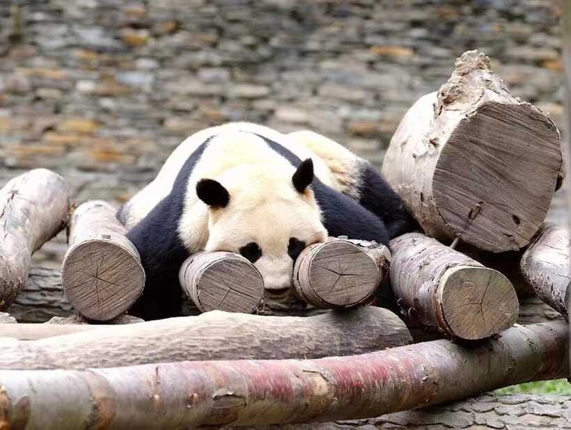 Beijing: The Beijing Zoo Entry Ticket with Pandas - How the ticket service works in practice