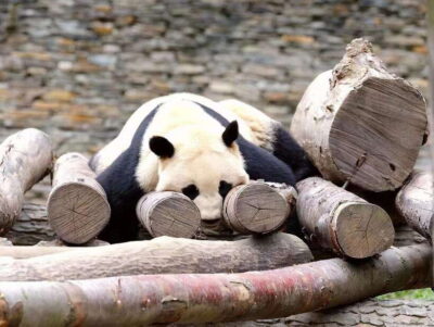 The Beijing Zoo Entry Ticket with Pandas