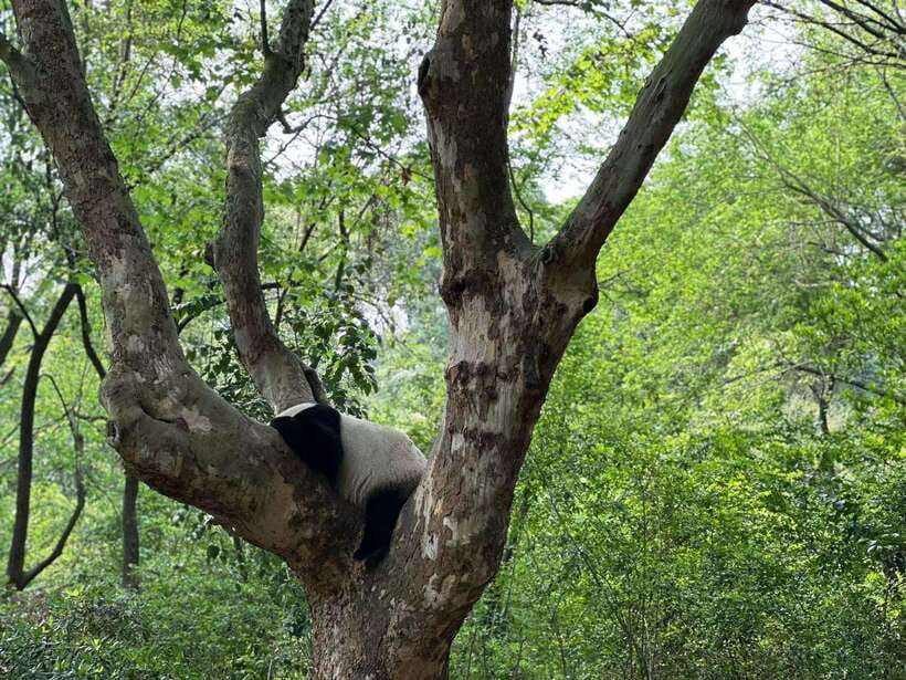 Beijing: The Beijing Zoo Entry Ticket with Pandas - Food, seating, and time inside the zoo