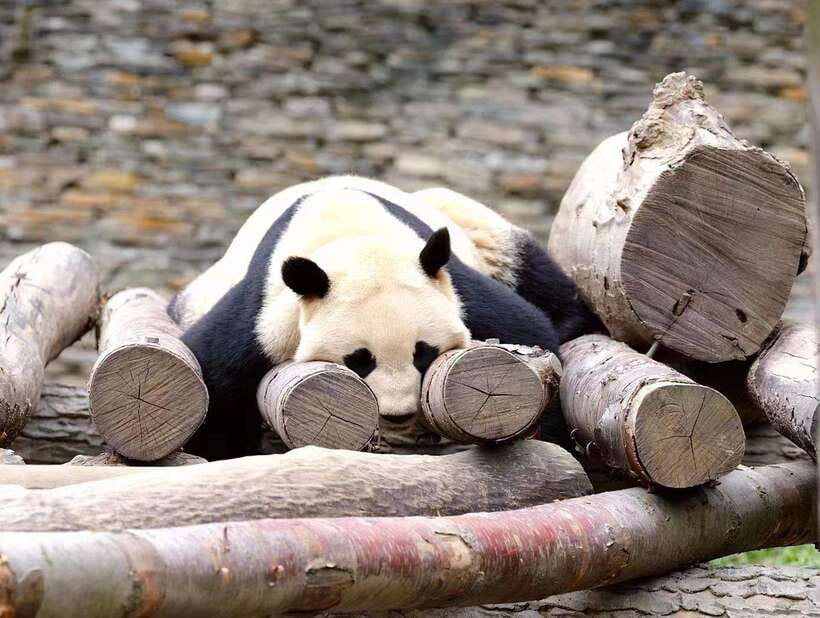 Beijing: The Beijing Zoo Entry Ticket with Pandas - Getting to the south gate by Subway Line 4