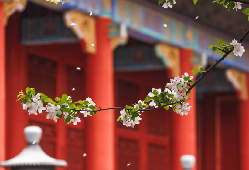 Beijing: Tiananmen Square and Forbidden City Entry Tickets - The Great Wall option at Mutianyu