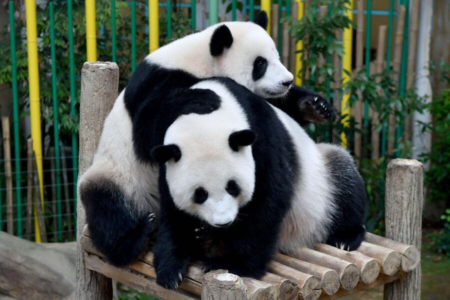 Chengdu: 2 Days Panda, Leshan Buddha and Emeishan Group Tour - Lunch and the Leshan Giant Buddha