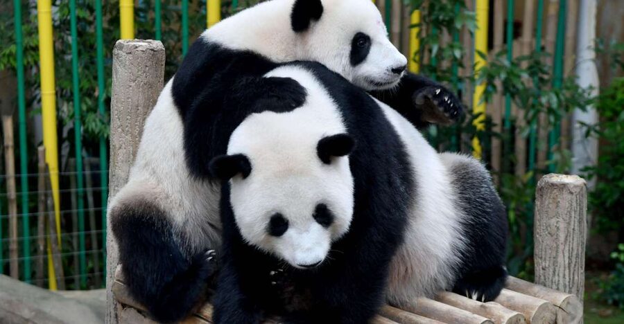 Chengdu: 2 Days Panda, Leshan Buddha and Emeishan Group Tour - Who should book this two-day route?
