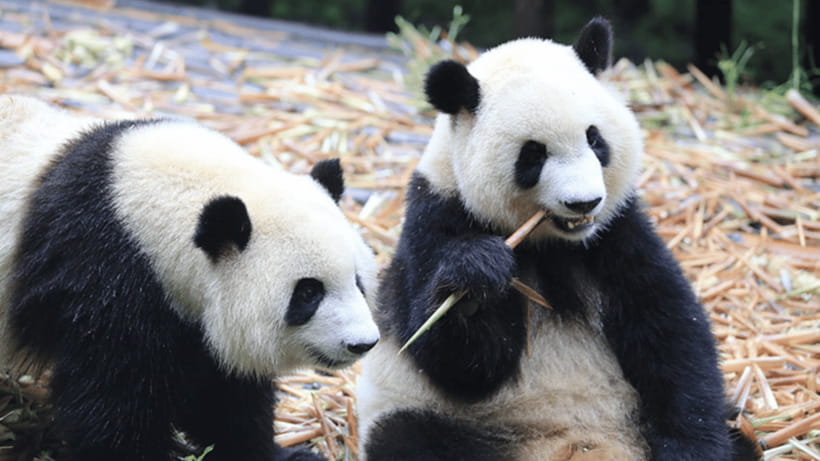 Chengdu: Giant Panda Base Reservation and Entry - Key Points Before You Book