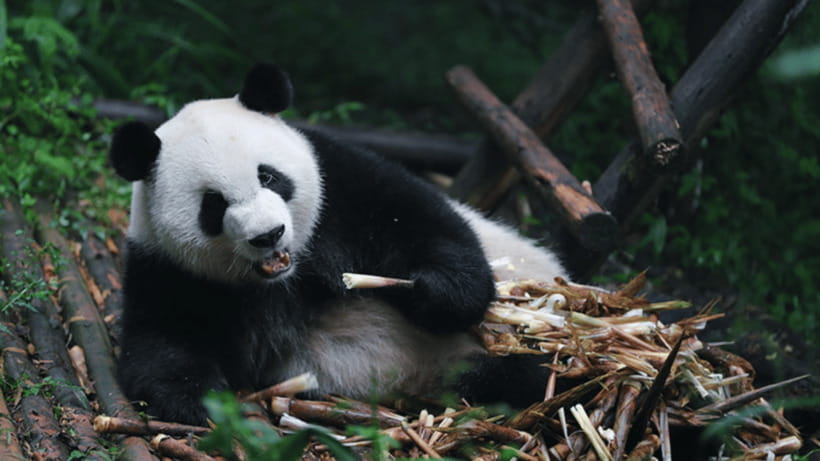 Chengdu: Giant Panda Base Reservation and Entry - Why the Chengdu Panda Base Is Worth Your Time