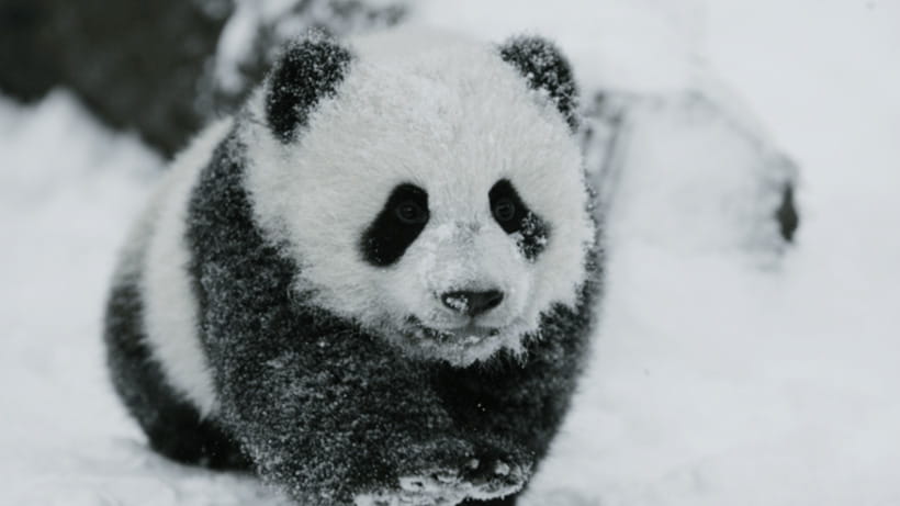 Chengdu: Giant Panda Base Reservation and Entry - Seeing Giant Pandas, Cubs, and Red Pandas