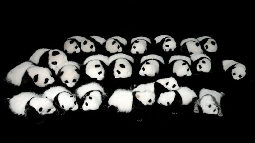 Chengdu: Giant Panda Base Reservation and Entry - Conservation Exhibits Add Meaning to the Visit