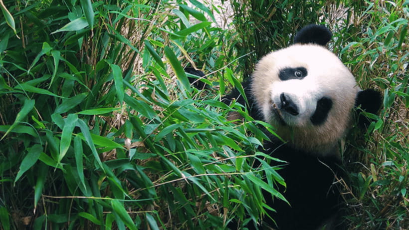 Chengdu: Giant Panda Base Reservation and Entry - A Realistic Visit, From Entry to Exhibits