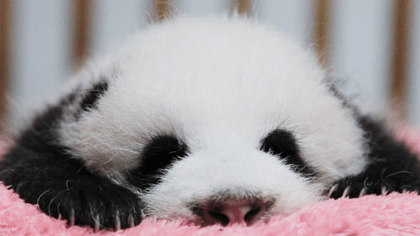Chengdu: Giant Panda Base Reservation and Entry - Choosing Between the Morning and Afternoon Ticket