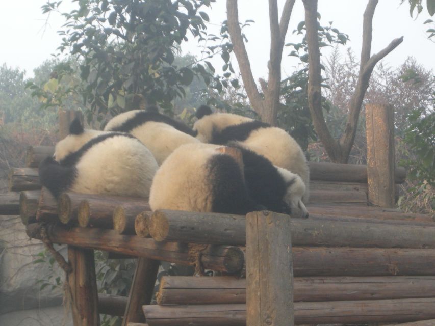 Chengdu: Giant Panda Breeding Research Base Ticket - Should you book the panda base experience?