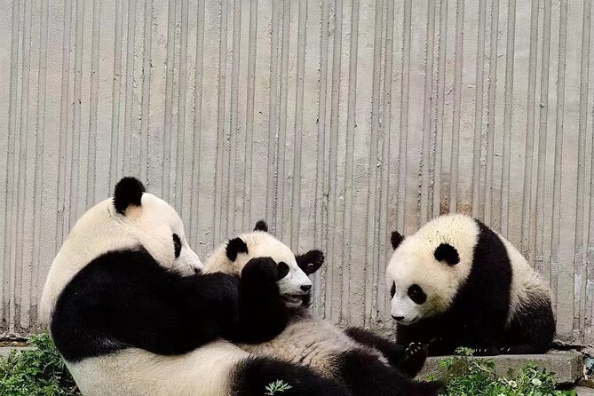 Chengdu: Giant Panda Breeding Research Base Ticket - Why the first hours matter so much