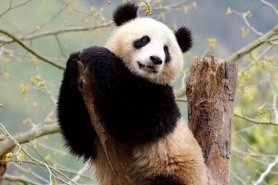 Giant Panda Breeding Research Base Ticket