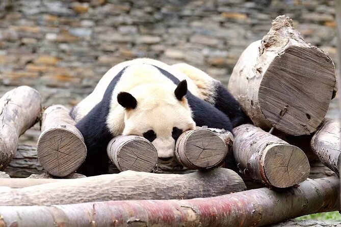 Chengdu: Giant Panda Breeding Research Base Ticket - Walking through the giant panda areas
