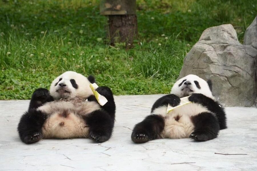 Chengdu: Giant Panda Breeding Research Base Ticket - Baby pandas, Huahua, and the most popular stops