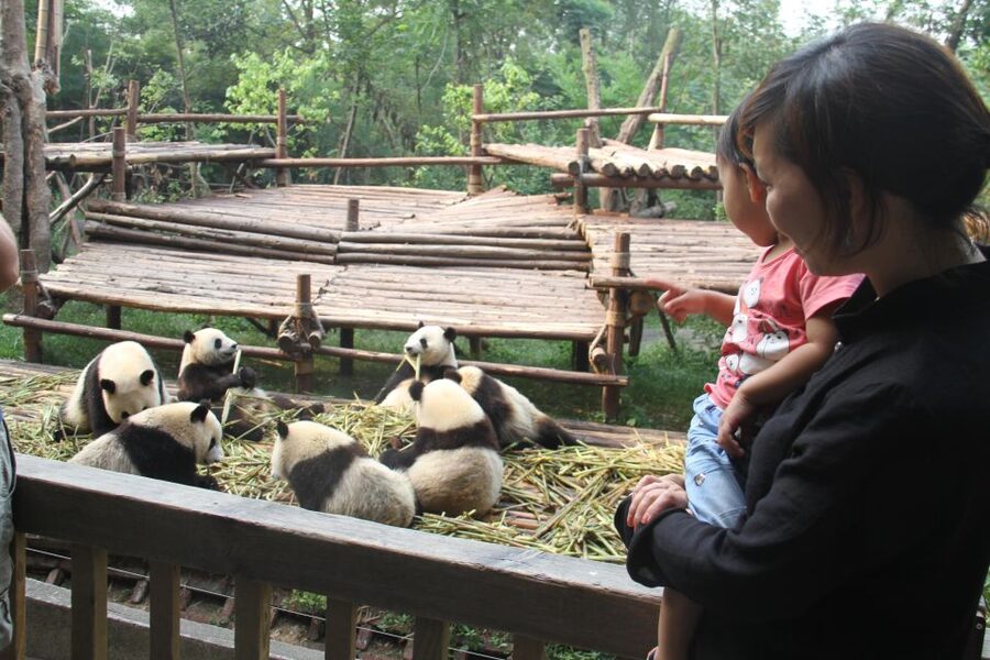 Chengdu: Giant Panda Breeding Research Base Ticket - Ticket-only or hotel transfer package?