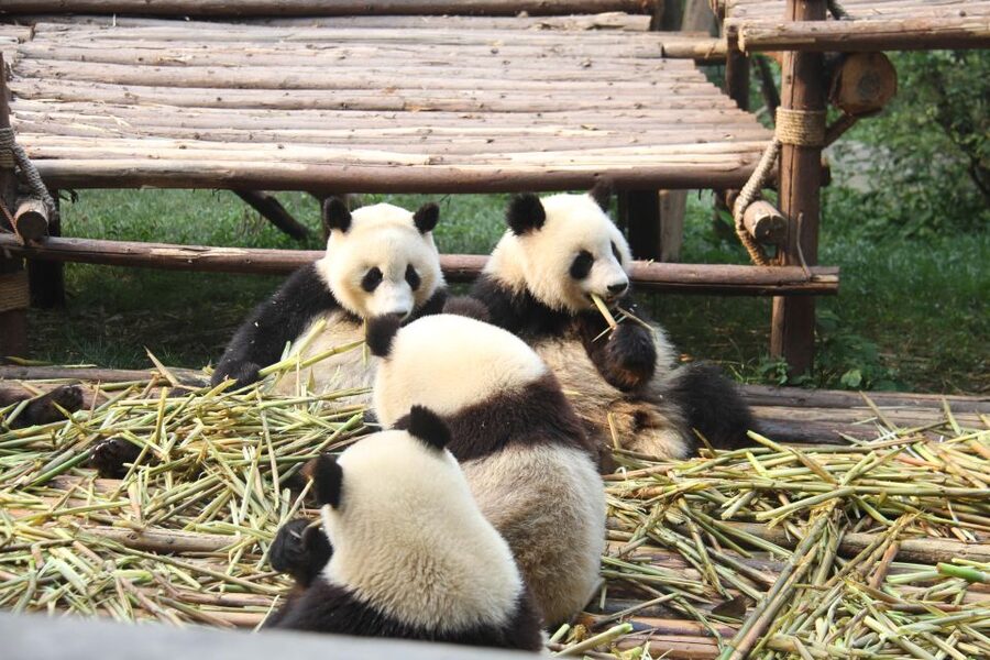 Chengdu: Giant Panda Breeding Research Base Ticket - Crowds, weather, and the rhythm of the visit