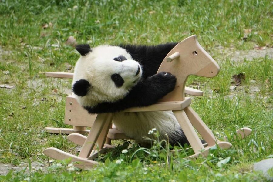 Chengdu: Giant Panda Breeding Research Base Ticket - Who will get the most from this experience?