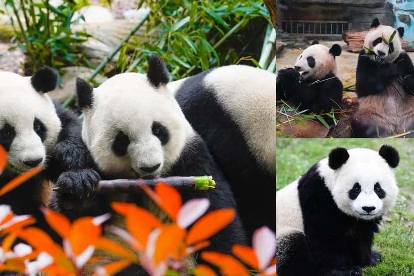 Chengdu Giant Panda: Panda Base or Shenshuping (optional) - Key points to know before you go