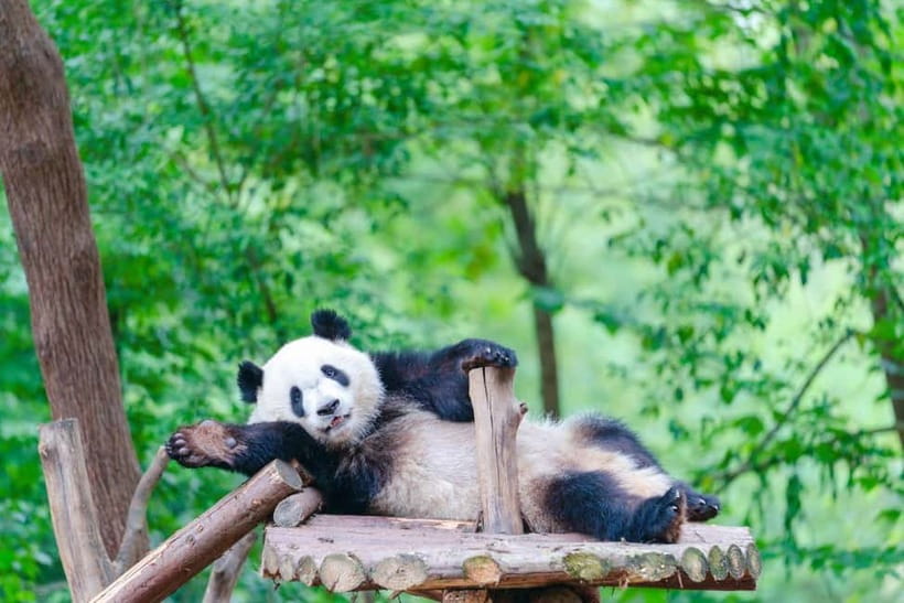 Chengdu Giant Panda: Panda Base or Shenshuping (optional) - Two panda bases, two different kinds of day