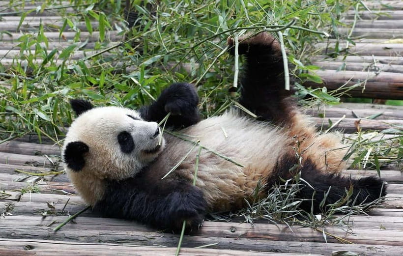 Chengdu Giant Panda: Panda Base or Shenshuping (optional) - Shenshuping Base: the scenic alternative
