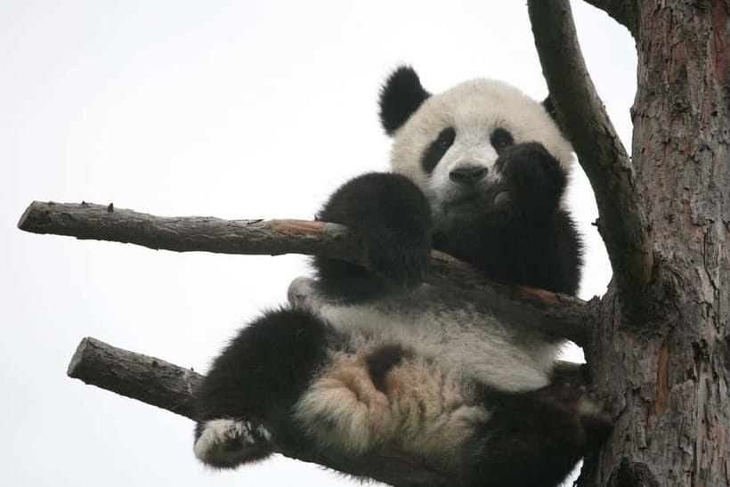 Chengdu Giant Panda: Panda Base or Shenshuping (optional) - Rules that protect the pandas