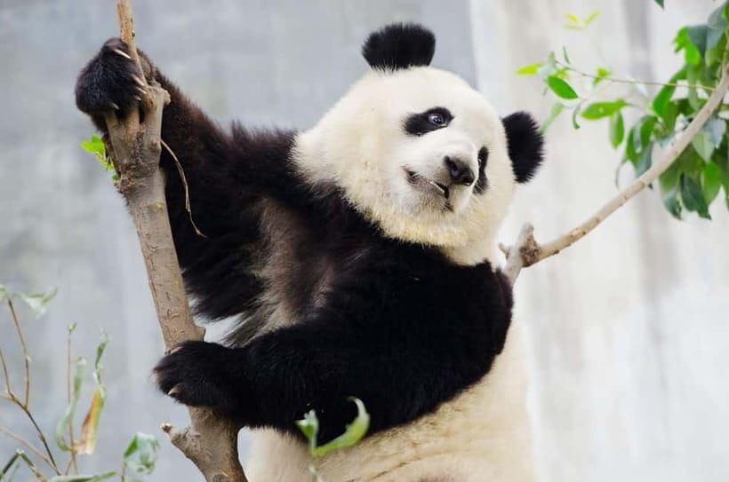 Chengdu Giant Panda: Panda Base or Shenshuping (optional) - Chengdu Research Base: the easy city choice